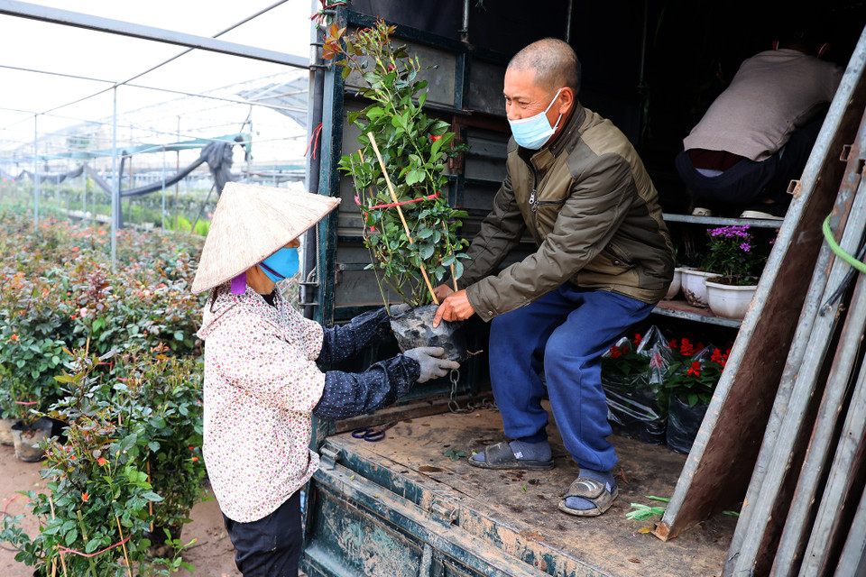 Giá trung bình của các loại hoa phổ thông dao động ở mức từ 20-300 nghìn đồng, với đa dạng các loại hoa khác nhau. (Ảnh: Hoài Nam/Vietnam+)