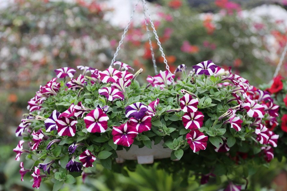 Hoa dạ yến thảo với nhiều màu sắc bắt mắt, giá cả của cây phụ thuộc vào độ xòe và độ rủ của từng chậu. (Ảnh: Hoài Nam/Vietnam+)