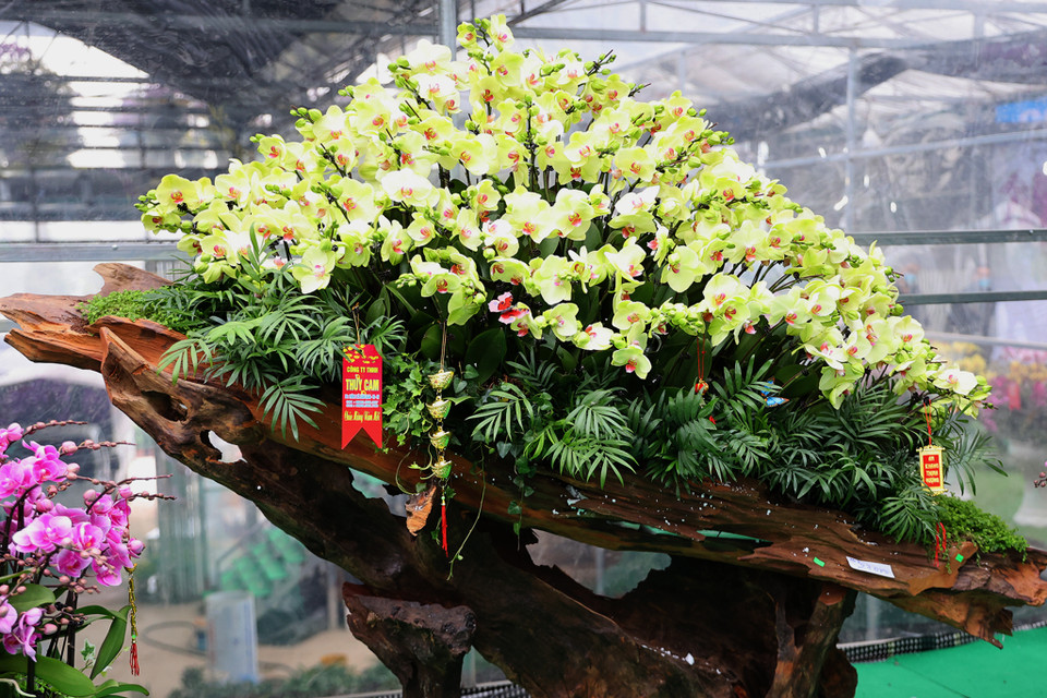 Được biết tại đây có những chậu lan có giá trị khoảng 40 triệu đồng đã có nhiều khách đặt mua. (Ảnh: Hoài Nam/Vietnam+)