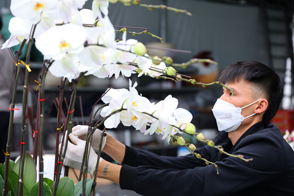 Thợ cắm lan phải hết sức khéo léo và nhẹ nhàng trong từng công đoạn để tạo ra những tác phẩm theo các dáng khác nhau mà vẫn giữ nguyên được nét tự nhiên của hoa. (Ảnh: Hoài Nam/Vietnam+)