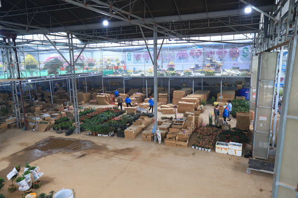 Bên cạnh những giống hoa trồng trong vùng, các doanh nghiệp địa phương còn nhập các loại hoa từ nơi khác để phân phối cho những thương lái trong khu vực. (Ảnh: Minh Sơn/Vietnam+)