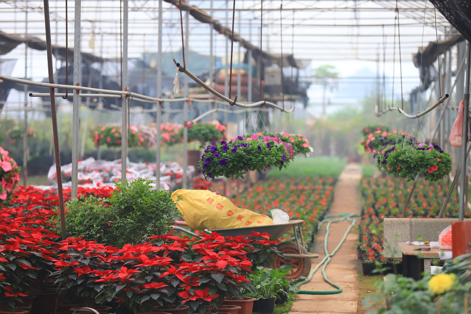 Thời tiết năm nay khá thuận lợi cho các loài hoa trồng ở đây phát triển tươi tốt. Tuy nhiên, năm nay sản lượng giảm gần một nửa do người dân hạn chế trồng vì ảnh hưởng của dịch COVID-19. (Ảnh: Minh Sơn/Vietnam+)