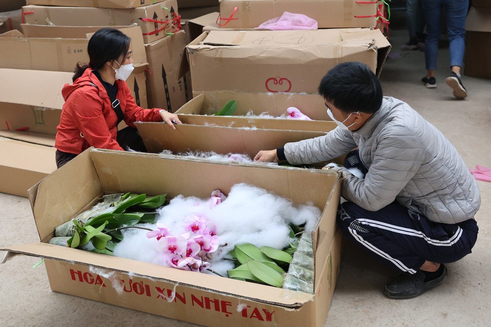 Chị Nhật, thương lái người Hải Dương, đã buôn bán hoa 10 năm nay cho biết:’ Năm nay thấy nhiều mẫu đa dạng, tuy nhiên địa lan có giá cao hơn năm trước.’ Chị đã từng nhập hàng ở nhiều nơi nhưng lựa chọn Xuân Quan là nơi tin tưởng hàng đầu. (Ảnh: Hoài Nam/Vietnam+)