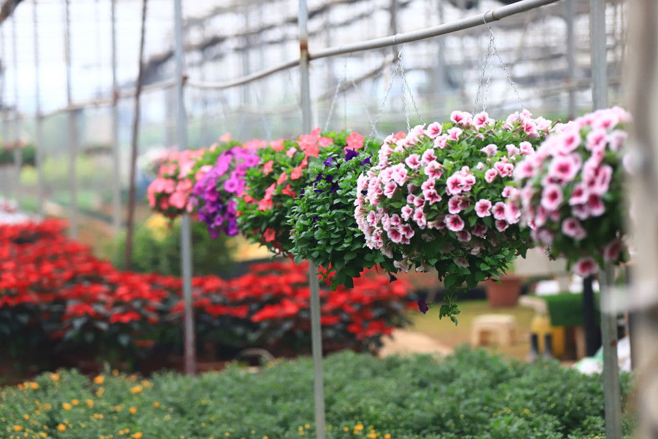 Nhà vườn Hưng Tiếp với diện tích 2 mẫu đất, trồng đủ các loại cây hoa để bán Tết. Do dịch bệnh không lấy được nhiều hạt giống nên sản lượng hoa cung ứng cho thị trường chỉ bằng một nửa năm trước. (Ảnh: Minh Sơn/Vietnam+)