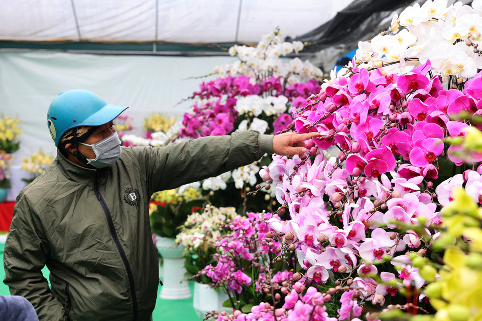Khách hàng đến xem và chọn cho mình những mẫu chậu và màu hoa phù hợp với không gian nhà. (Ảnh: Hoài Nam/Vietnam+)
