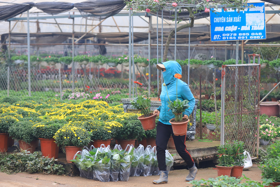 Chủ vườn cho biết:’ Năm nay do dịch nên hoa bán chậm hơn và giá cả cũng không tăng so với mọi năm, tuy nhiên nhà vườn cũng đã bán gần hết hoa.’ (Ảnh: Minh Sơn/Vietnam+)