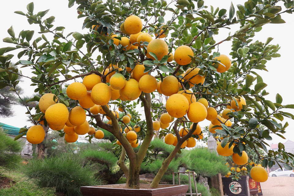 Để cho ra sản phẩm với mẫu mã đẹp mắt nhất, các mối ghép sẽ được bọc nilon trong vòng 6 tháng đến khi liền mối ghép. Quả bưởi cũng được ‘đội nón’ để tránh cháy nắng trong mùa Hè. (Ảnh: Hoài Nam/Vietnam+)