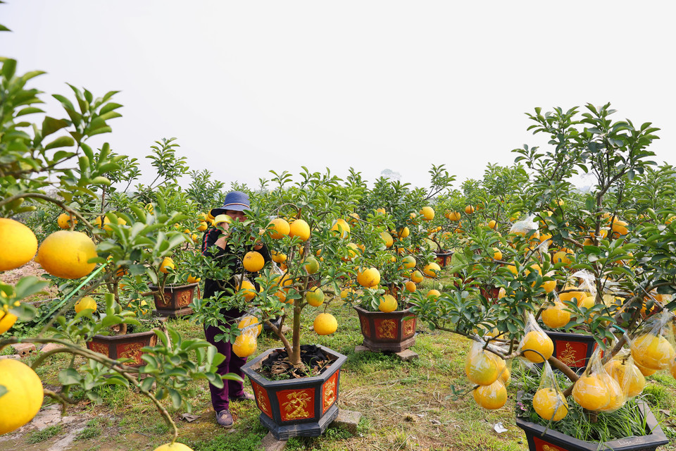 Chủ vườn Linh My chia sẻ:’ Vườn hiện có 150 gốc các loại với giá từ vài chục triệu đồng, nhưng giá cây năm nay giảm khoảng 20% so với năm trước.’ (Ảnh: Hoài Nam/Vietnam+)