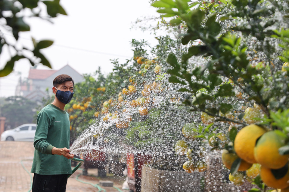 Thông thường, các nhà vườn sẽ tưới nước cho cây vào các buổi sáng để giữ cho vỏ bưởi luôn căng mọng và rửa trôi sương đêm. (Ảnh: Hoài Nam/Vietnam+)
