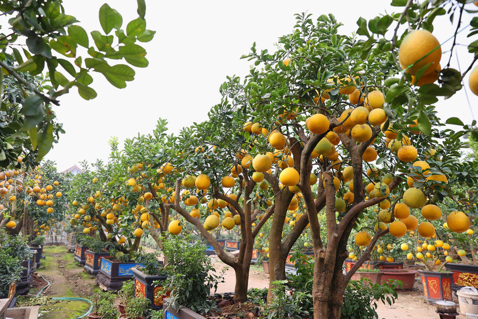 Mỗi năm, các nhà vườn tại thị trấn Văn Giang lại chuẩn bị những cây đẹp nhất để chào mời khách. Thông thường những cây này sẽ được xếp ngay sát mép đường quốc lộ để ai đi qua cũng có thể nhìn thấy. (Ảnh: Hoài Nam/Vietnam+)