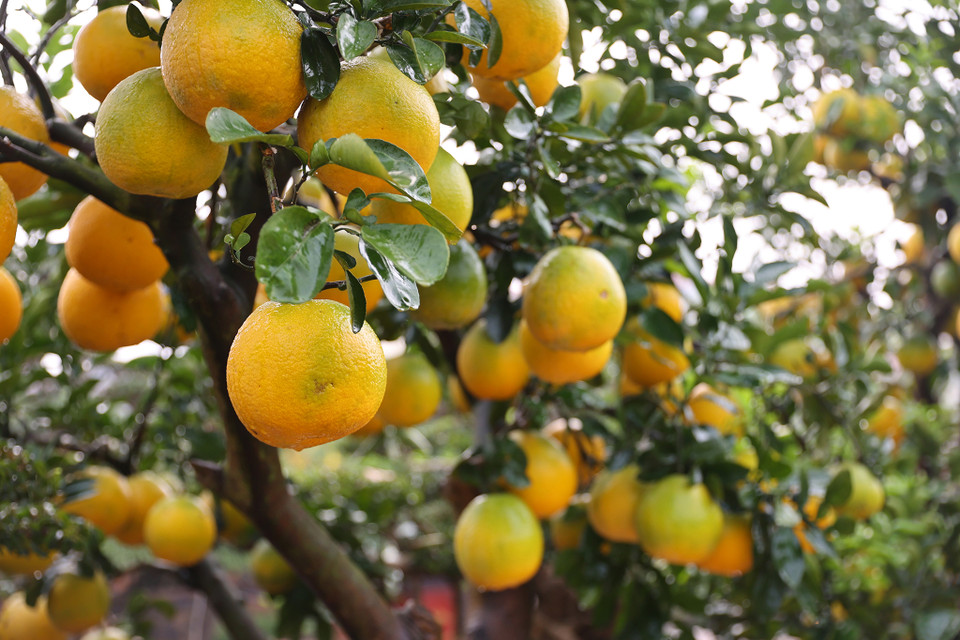 Các cây bưởi cảnh thường sẽ được trồng dưới đất rất lâu trước khi đủ tiêu chuẩn lên chậu, sau đó cũng phải chăm cây thêm vài năm mới ghép được quả thành cây bưởi chơi Tết. (Ảnh: Hoài Nam/Vietnam+)