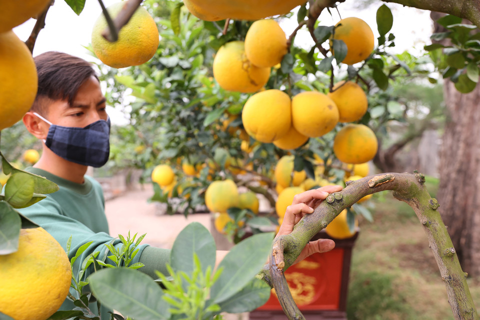 Thời gian bắt đầu ghép quả vào cây khoảng từ tháng Tư hoặc tháng Năm sẽ cho hiệu quả tốt nhất, đảm bảo được sức sống của quả phát triển bình thường đến dịp Tết. Người chăm cây sẽ tỉa bớt số lượng quả non ban đầu rồi sau đó sẽ ghép quả vào những vị trí mong muốn, giúp cây có quả to và đều hơn. (Ảnh: Hoài Nam/Vietnam+)