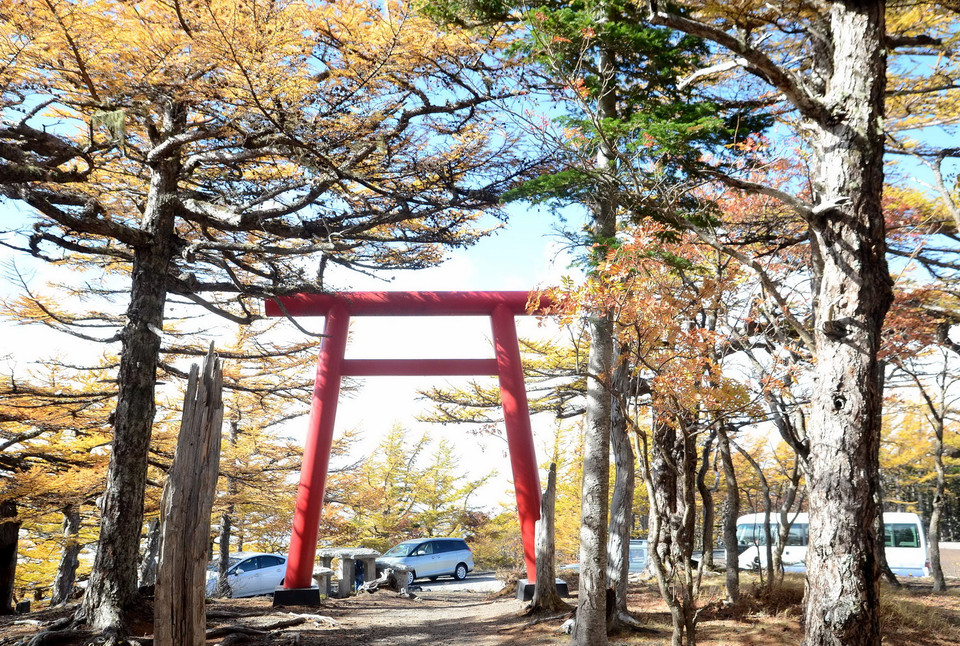 Chiếc cổng đỏ đặc trưng cho văn hóa Nhật Bản của một ngôi đền trên núi Phú Sĩ nổi bật giữa màu xanh và vàng. (Nguồn: Hy Hữu/TTXVN)