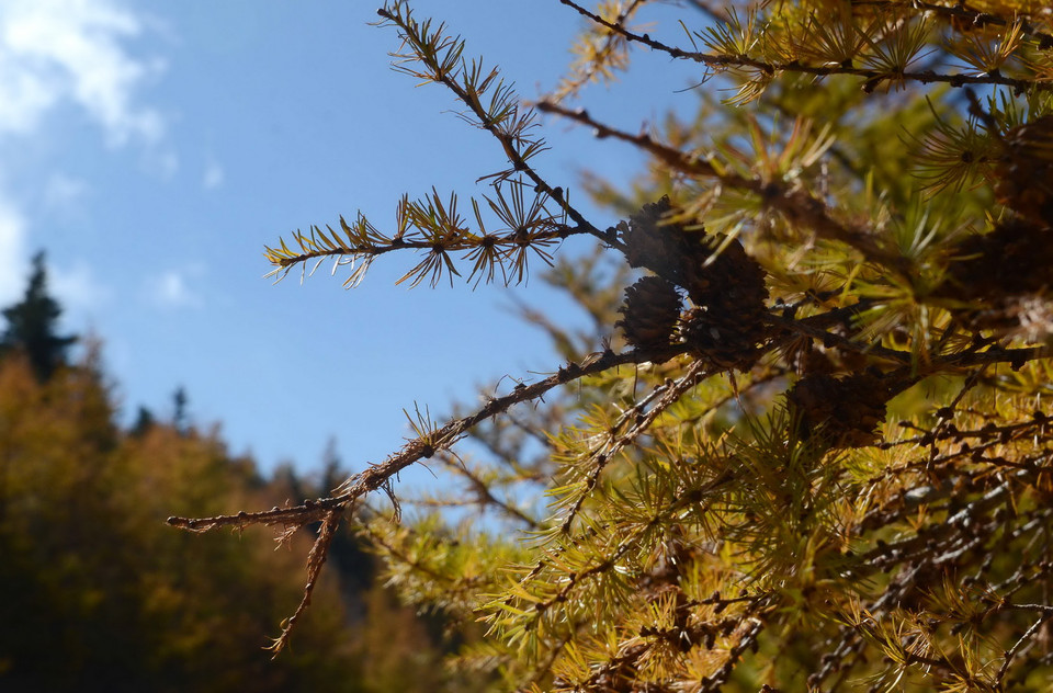Màu xanh của bầu trời, cùng lá vàng là màu sắc đặc trưng của núi Phú Sĩ cuối thu. (Nguồn: Hy Hữu/TTXVN)