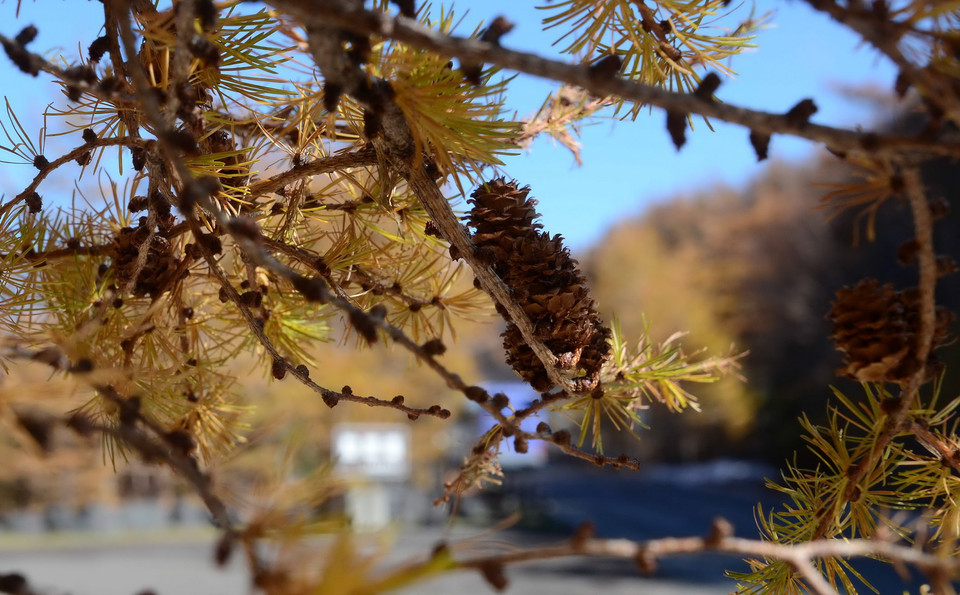 Lá thông vàng và quả thông khô trên núi Phú Sĩ những ngày cuối tháng 10. (Nguồn: Hy Hữu/TTXVN)