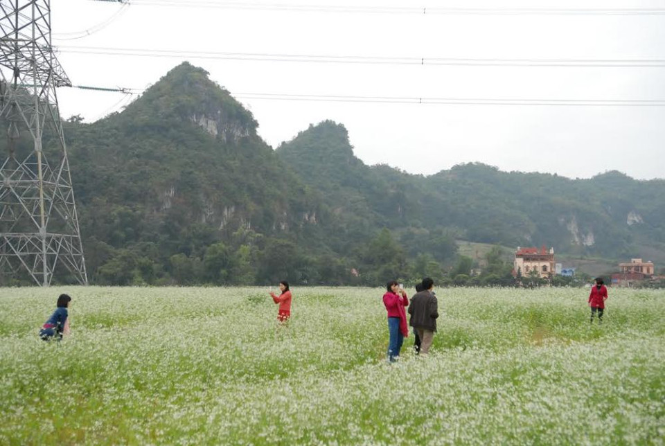 Những ruộng cải trắng đẹp mê hồn đã thu hút hàng trăm du khách có sở thích chụp ảnh đến đây để ghi lại những khung cảnh thơ mộng. (Ảnh: Hà Thủy/Vietnam+)