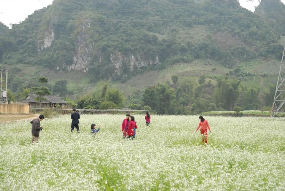 Từ giữa tháng 11, trên Mộc Châu những bông hoa cải trắng đang dần hé nở đón mùa Đông về với vùng đất cao nguyên thanh bình. (Ảnh: Hà Thủy/Vietnam+)