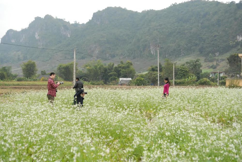  Không rực rỡ, nồng nàn như mùa cải vàng, hoa cải trắng nhẹ nhàng, tinh khôi hơn.(Ảnh: Hà Thủy/Vietnam+)