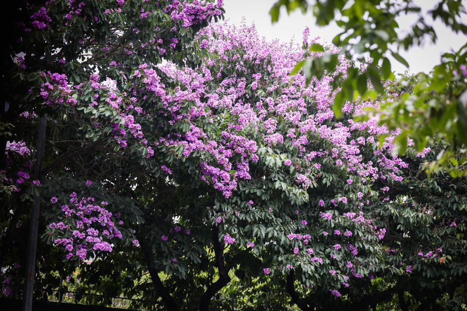 Ngoài tác dụng về mỹ quan, bằng lăng còn là cây bóng mát hữu dụng. Cây bằng lăng thường được trồng dọc những con đường giúp thành phố đông đúc, ồn ào thêm tươi xanh, mát mẻ. (Ảnh: Hoài Nam/Vietnam+)