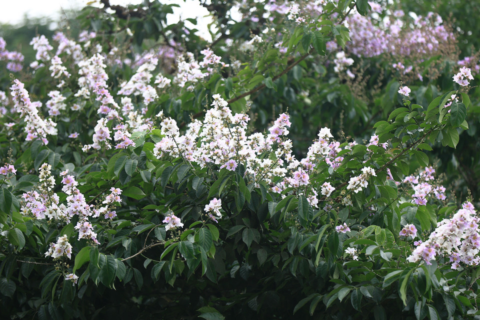 Những bông hoa trắng tinh khôi cũng chẳng chịu kém mình, đua nở đan xen lẫn sắc tím mộng mơ. Ảnh: Hoài Nam/Vietnam+)
