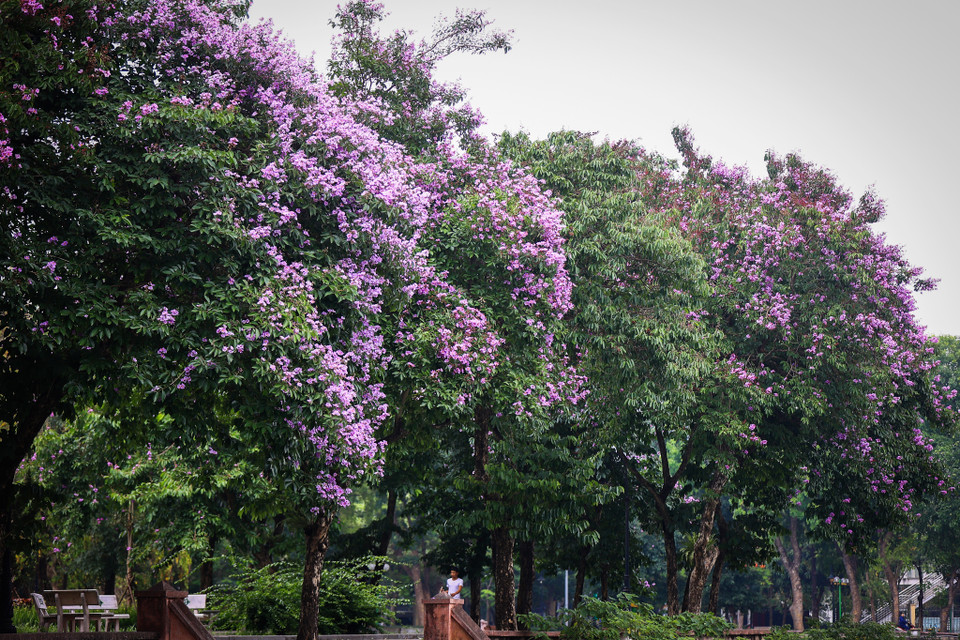 Không chỉ được trồng ven các tuyến đường, bằng lăng còn được trồng trong các công viên, vừa tạo không gian thoáng mát vừa đem đến những xúc cảm thật đặc biệt khi tản bộ dưới tán bằng lăng mỗi độ Hè về. (Ảnh: Hoài Nam/Vietnam+)