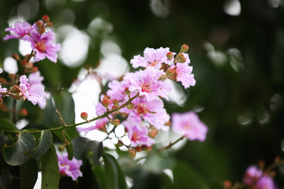 Loài hoa này không có hương mà chỉ có sắc nên bằng lăng cứ nở hết mình, sắc tím nhạt của những bông bằng lăng đã nở đan xen những nụ hoa chúm chím. (Ảnh: Hoài Nam/Vietnam+)