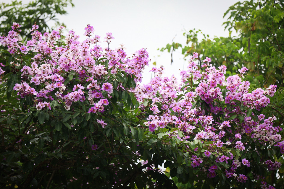Bằng lăng là cây thân gỗ, thẳng, phân nhánh cao, tán dày. Hoa thường có màu tím nhạt và mọc thành từng chùm. (Ảnh: Hoài Nam/Vietnam+)