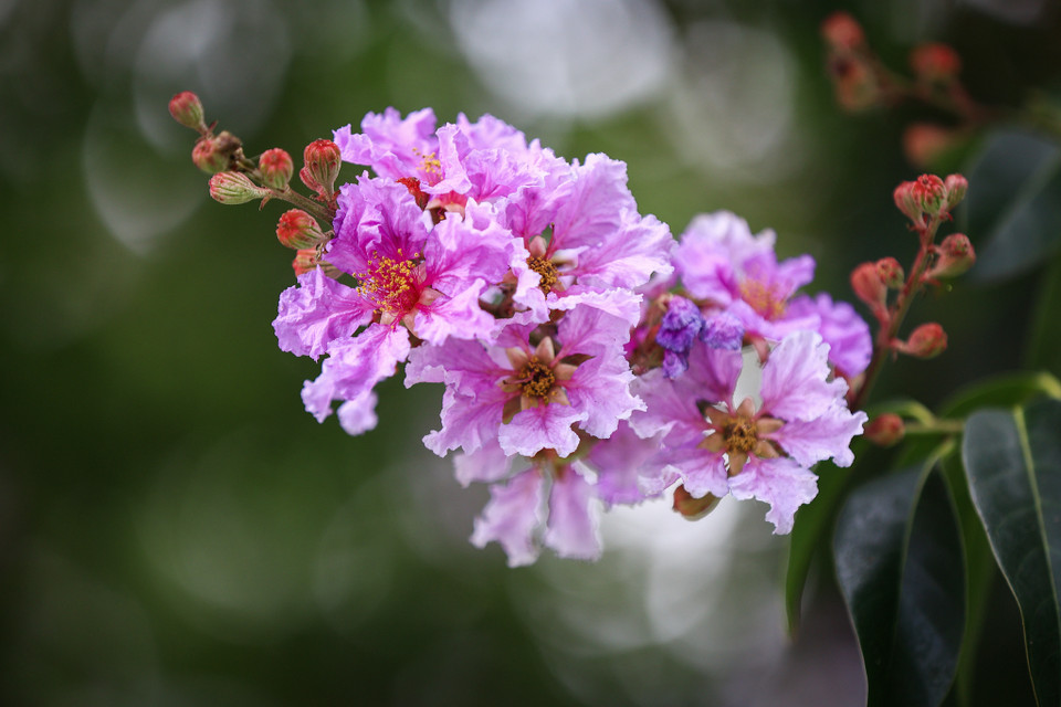 Cơn mưa rào vội qua như đánh thức mùa Hạ tới, những bông bằng lăng cựa mình tỉnh giấc, suốt một mùa hoa chỉ biết đem màu tím mộng mơ làm đẹp cho đời. (Ảnh: Hoài Nam/Vietnam+)