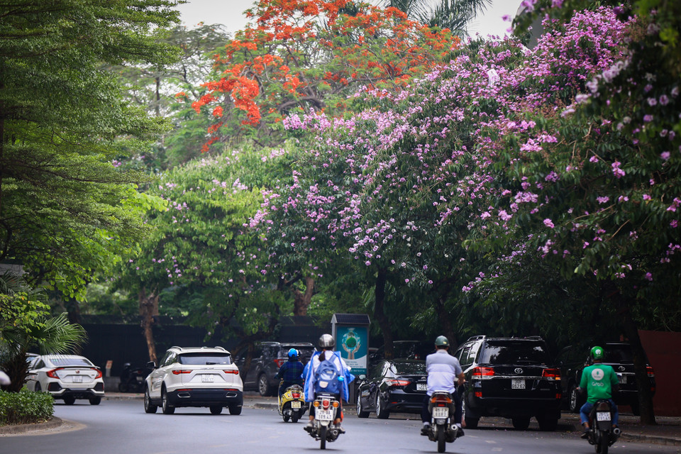 Bên cạnh một vùng trời được ‘nhuộm tím’ bởi hoa bằng lăng đã le lói sắc đỏ của màu hoa phượng báo hiệu Hè về. Ảnh: Hoài Nam/Vietnam+)