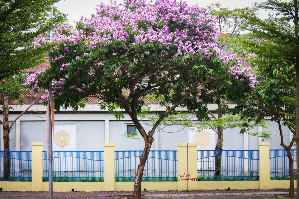 Có khá nhiều đường phố Hà Nội trồng loại cây này. Tiêu biểu như đường Trần Thái Tông, phố Kim Mã, Nguyễn Khánh Toàn, Đào Tấn… Màu tím biếc của loài hoa thân thuộc khiến cho phố phường Hà Nội trở nên vô cùng khác biệt. (Ảnh: Hoài Nam/Vietnam+)