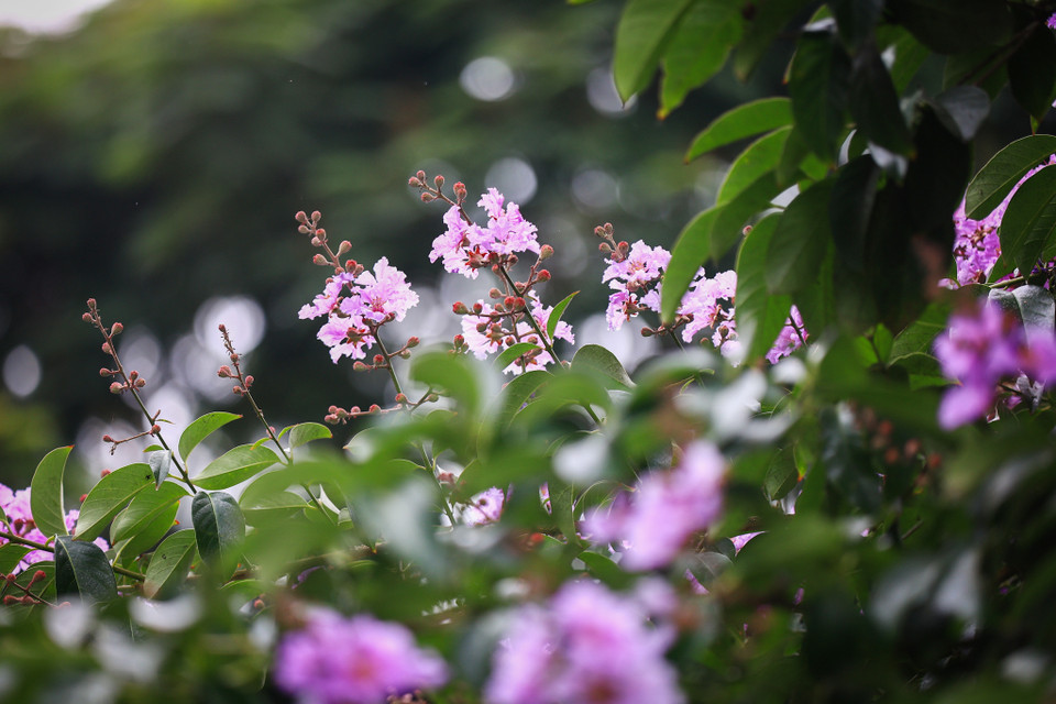 Những chùm hoa lấp ló trong sắc xanh của lá cây nhưng không chịu ẩn mình trong tán lá mà cứ đua nhau vươn mình ra để đón nắng, nhuộm tím cả một vùng trời suốt một mùa hoa. Ảnh: Hoài Nam/Vietnam+)
