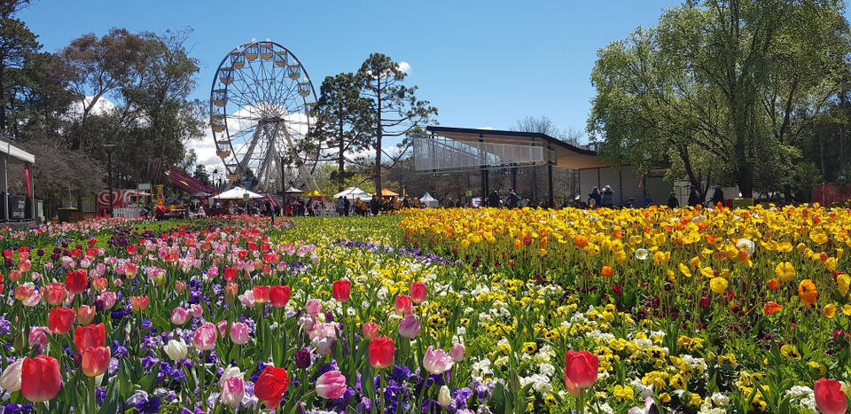 Những gam màu khác nhau tạo nên bức tranh tuyệt đẹp. (Nguồn: Nguyễn Minh/TTXVN)