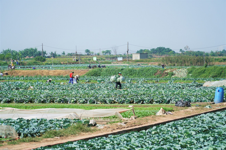 Chử Xá là một làng cổ. Người dân Chử Xá vốn sinh sống chủ yếu bằng nghề nông và chài lưới. Đến nay, đa số người dân làm nông nghiệp. (Ảnh: Minh Hiếu/Vietnam+)