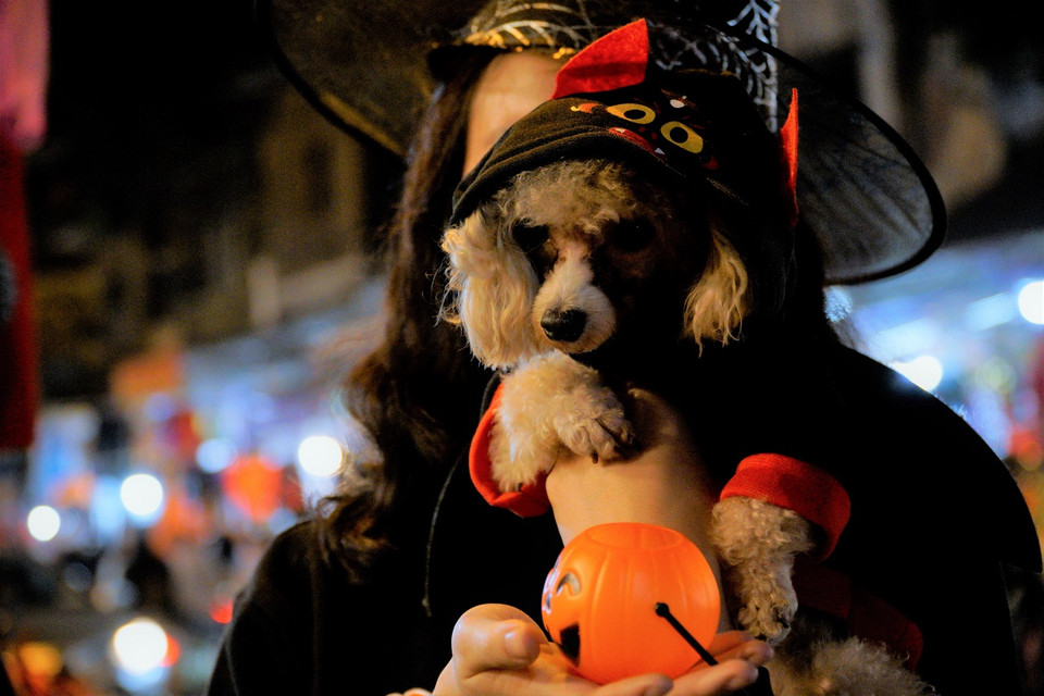 Những chú cún cưng được khoác lên mình chiếc áo choàng ngộ nghĩnh. (Ảnh: Minh Hiếu/Vietnam+)