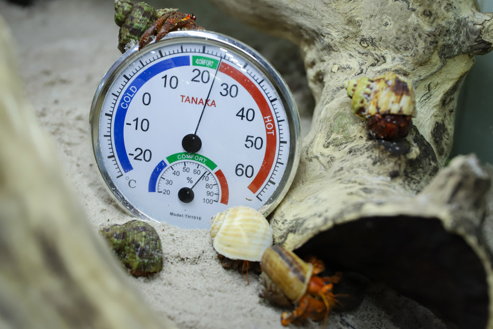 Để đảm bảo loài này sống khỏe mạnh, người nuôi tránh cho chúng bị sốc nhiệt và luôn phải đảm bảo môi trường sống tiêu chuẩn. Nhiệt độ khoảng 28 độ C và độ ẩm phải luôn giữ ở mức 70-85%. (Ảnh: Hoài Nam/Vietnam+)