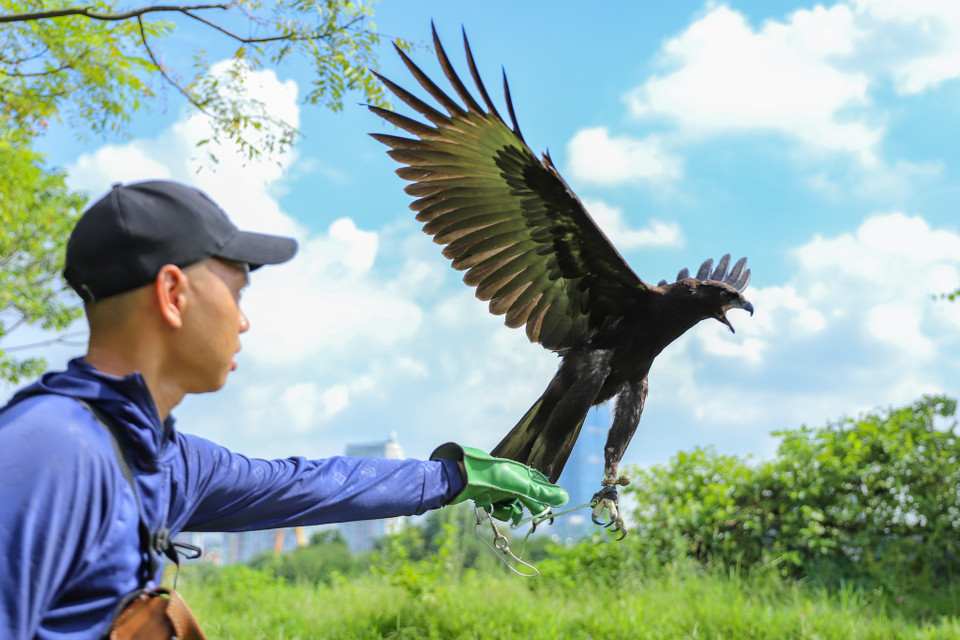 Theo anh Việt (22 tuổi), nuôi chim hoang dã mất rất nhiều thời gian, đòi hỏi sự kiên nhẫn cũng như phải hiểu tập tính và sở thích của chúng. (Ảnh: Hoài Nam/Vietnam+)
