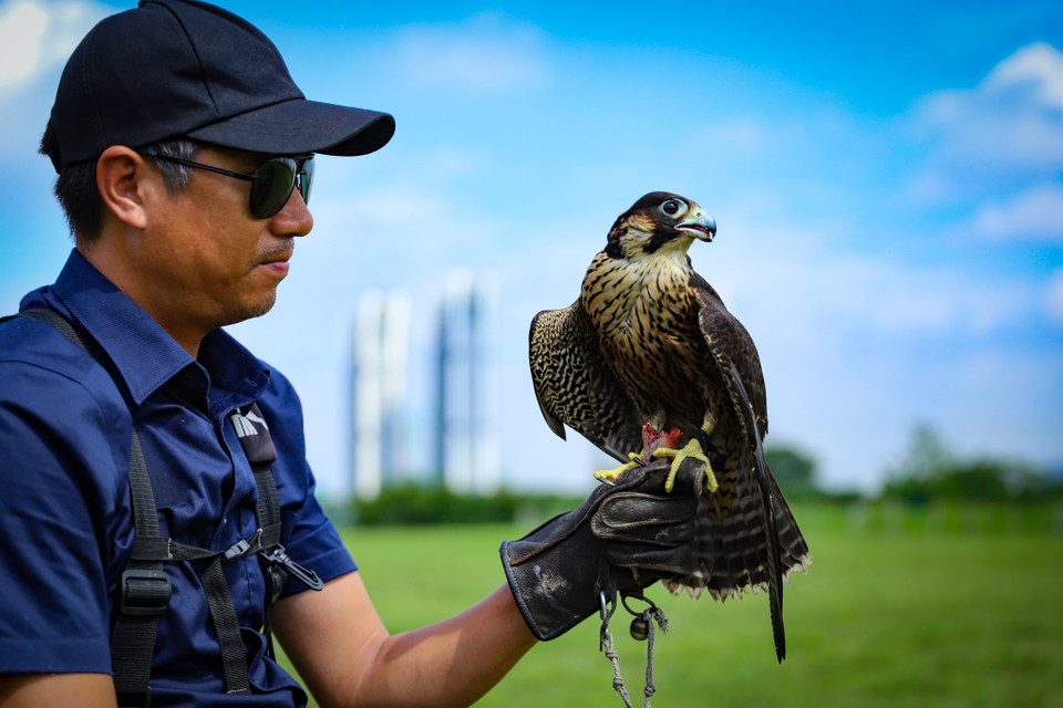 Chim khi bay khỏi tay người chơi có tốc độ khoảng 60km/h, chúng thường bay liệng quanh khu vực chủ nhân để tấn công Lure, người huấn luyện thường quay Lure rất nhanh để tăng tính phản xạ và phán đoán của chim. (Ảnh: Hoài Nam/Vietnam+)