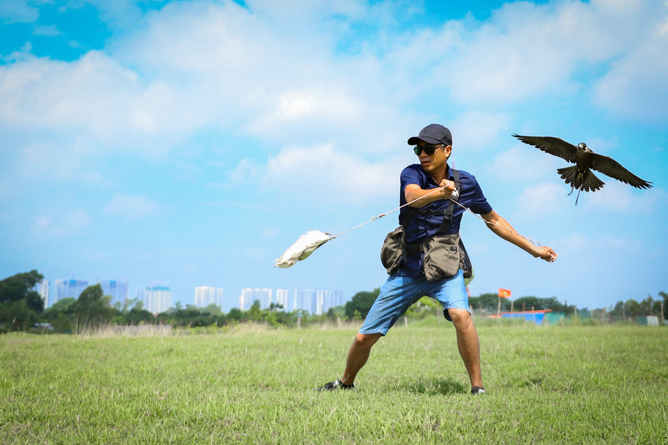  ‘Sau 6 tháng làm quen, chim sẽ nghe theo hiệu lệnh của chủ. Đến khi đạt được đến trình độ cao, có thể thả chim bay lượn tự do trên bầu trời và có thể tấn công con mồi,’ anh Phạm Tuyền (Gia Lâm, Hà Nội) huấn luyện chim săn mồi được 12 năm chia sẻ. (Ảnh: Hoài Nam/Vietnam+)