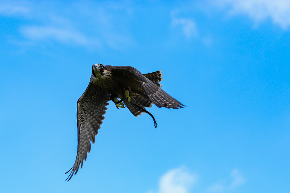 ‘Lão làng’ trong nhóm huấn luyện cũng chia sẻ thêm, để điều phối chim săn mồi, người huấn luyện chim chủ yếu phải sử dụng tới thức ăn để dẫn dụ. (Ảnh: Hoài Nam/Vietnam+)