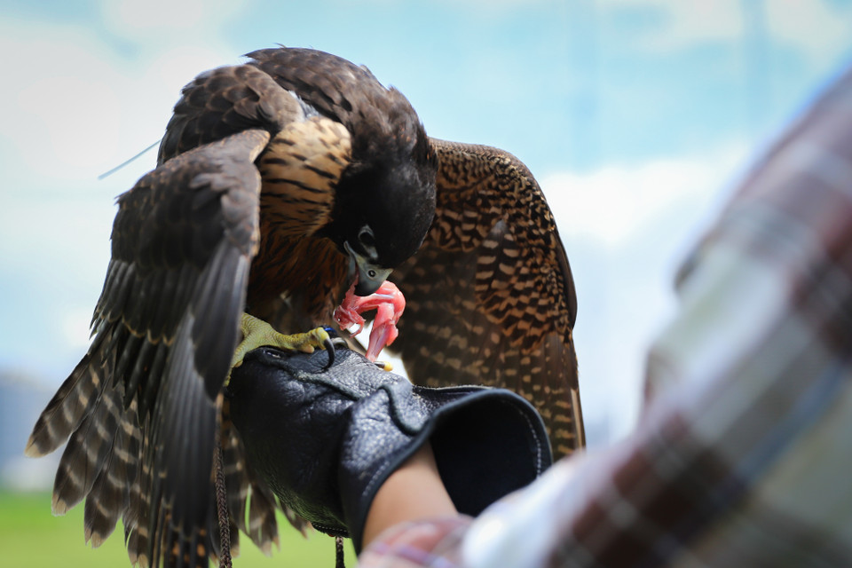 Hằng ngày, người chơi sẽ phải cân đối lượng thức ăn chia theo tỉ lệ bằng 1/10 trọng lượng của chim. Luôn đảm bảo đầy đủ lượng thịt mỗi ngày và đặc biệt không cho chim ăn các đồ nhiều mỡ. (Ảnh: Hoài Nam/Vietnam+)