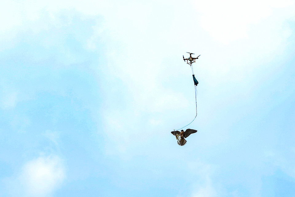 Bài tập vồ mồi trên không có hai hình thức là dùng flycam đưa mồi giả (Lure) lên cao hoặc có thể huấn luyện thủ công dưới đất. Chim được làm quen nhuần nhuyễn với Lure để sau đó có thể dùng Lure làm vật để gọi chim về vị trí người chơi. (Ảnh: Hoài Nam/Vietnam+)