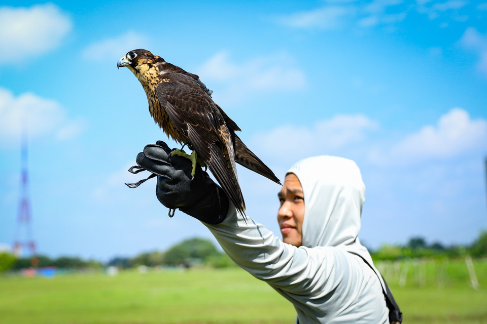 Chim săn mồi mỗi lần đưa ra huấn luyện phải trải qua 4 bài tập: Đứng và ăn trên găng, qua tay, vồ mồi trên không và săn tự nhiên. (Ảnh: Hoài Nam/Vietnam+)