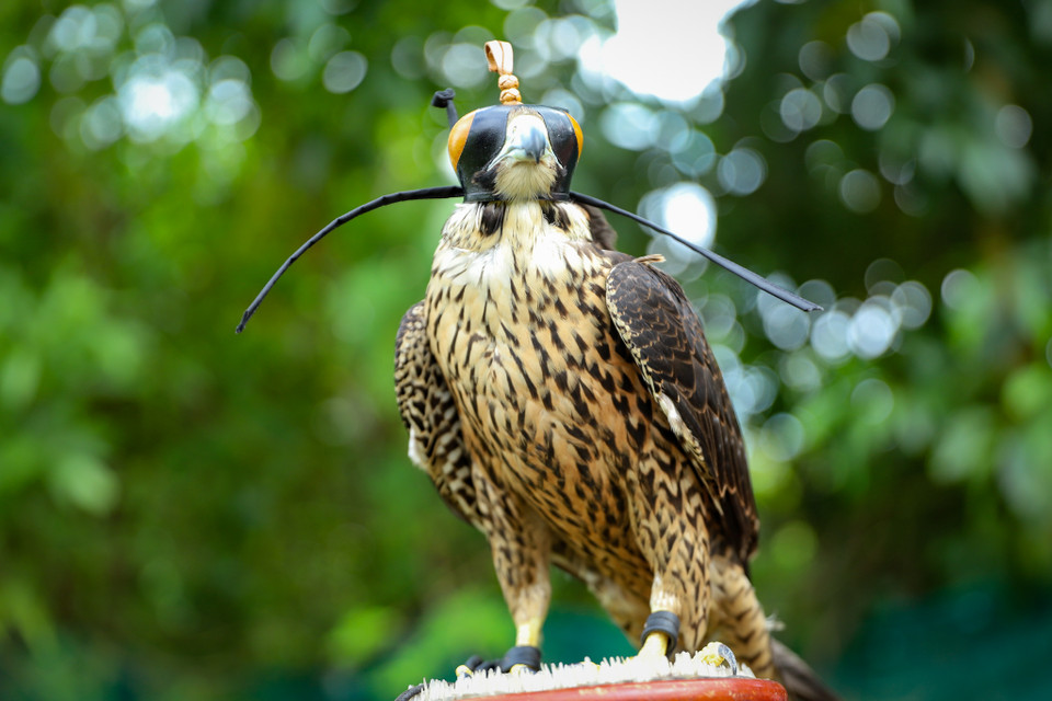 Để huấn luyện cho chúng quen dần với các bài tập, ban đầu người chơi phải tìm cách thuần bằng việc dùng những dụng cụ như vòng đeo số, mũ đội đầu, dây da chống xoắn. (Ảnh: Hoài Nam/Vietnam+)