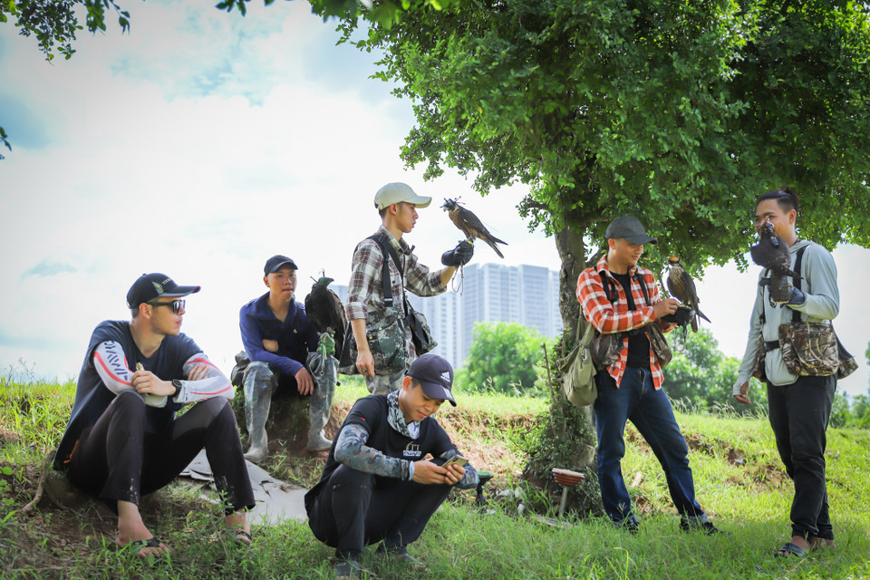 Cứ mỗi buổi sáng, nhóm của Sinh lại tìm đến những bãi đất trống quanh khu vực Nam Từ Liêm hoặc sang khu vực Gia Lâm để huấn luyện chim săn mồi. (Ảnh: Hoài Nam/Vietnam+)