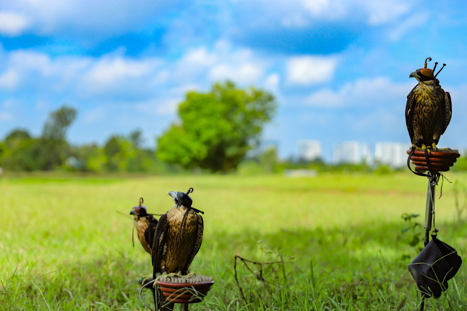 Trong số những loài chim săn mồi, nhóm của Sinh lựa chọn loài chim cắt lớn được mệnh danh là ‘sát thủ bầu trời.’ Chúng có khả năng săn mồi tốt, tốc độ bay khi sống trong hoang dã có thể lên tới 320km/h. (Ảnh: Hoài Nam/Vietnam+)