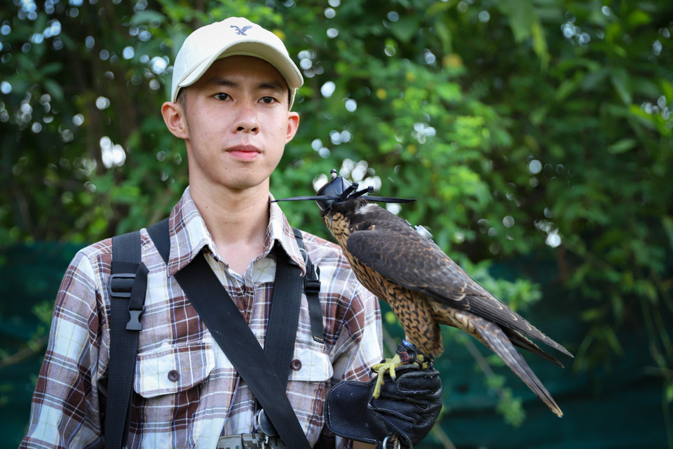 Sinh cho biết muốn huấn luyện loài chim này, người chơi phải nuôi nấng, chăm bẵm từ lúc nhỏ để tạo sự quen thuộc với chủ. Ban đầu, người chơi cho chim tập ăn thịt tăng dần khoảng cách từ 1m khi chim còn chạy bộ sau đó mới đưa vào huấn luyện trên không. (Ảnh: Hoài Nam/Vietnam+)