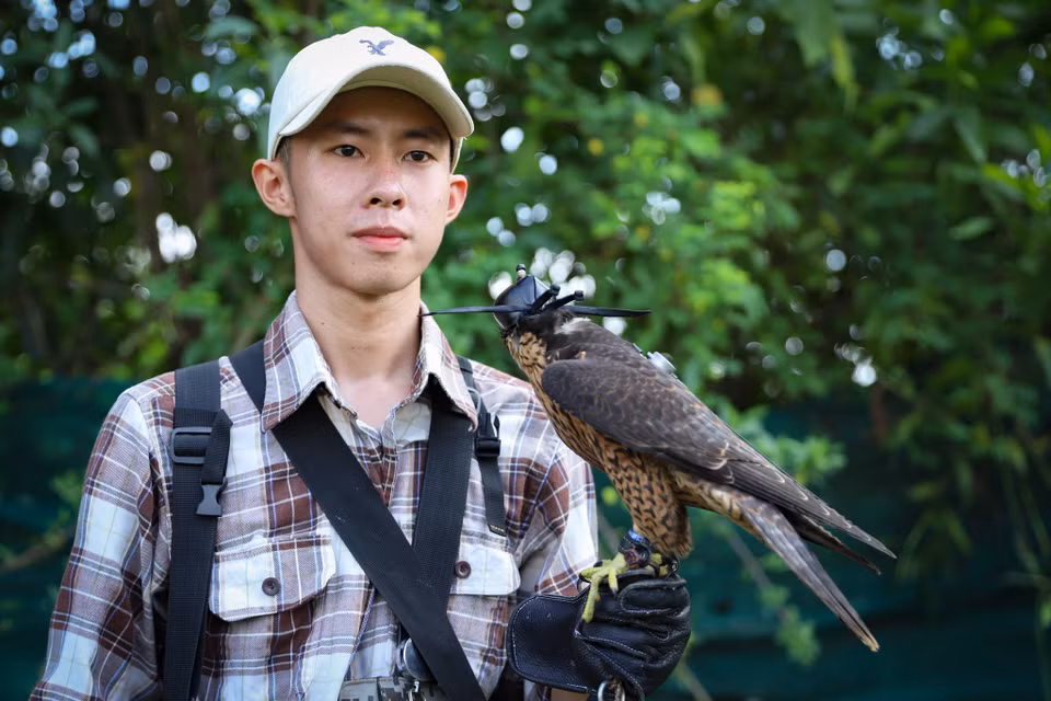 Sinh cho biết muốn huấn luyện loài chim này, người chơi phải nuôi nấng, chăm bẵm từ lúc nhỏ để tạo sự quen thuộc với chủ. Ban đầu, người chơi cho chim tập ăn thịt tăng dần khoảng cách từ 1m khi chim còn chạy bộ sau đó mới đưa vào huấn luyện trên không. (Ảnh: Hoài Nam/Vietnam+)