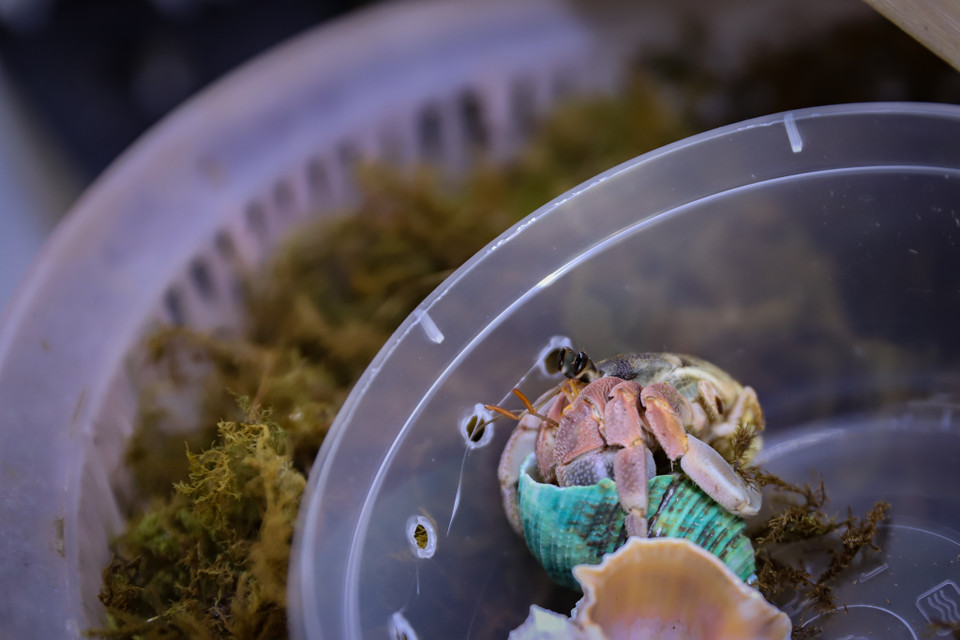 Chu kỳ lột xác tùy thuộc vào kích thước và chủng loại, chúng sẽ ‘đổi nhà’ sau mỗi lần tăng kích thước. Thời điểm này rất nhạy cảm, cua ẩn sĩ dễ bị con khác ăn thịt hoặc nhiễm bệnh nên người nuôi cần cách ly ra một nơi riêng biệt. (Ảnh: Hoài Nam/Vietnam+)