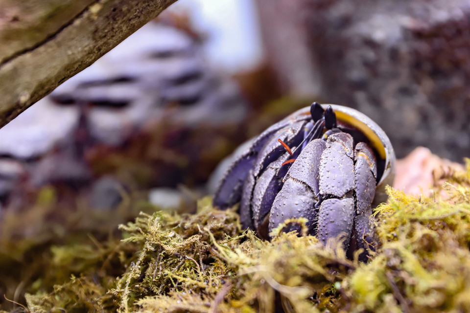 Các dòng cua ẩn sĩ khá đa dạng và ở Việt Nam phổ biến các dòng: Rogurus, Cavipes, Violasen, Perlatus, Abino. Trong ảnh là loài Coenobita Violasen có đặc trưng màu tím. (Ảnh: Hoài Nam/Vietnam+)