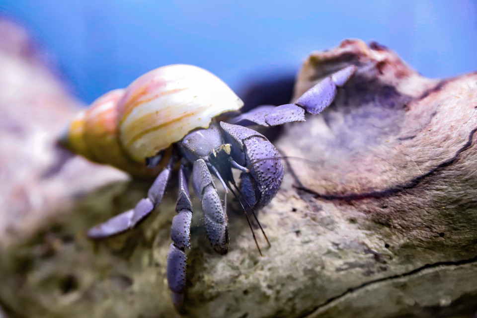 Vùng bụng của chúng dễ bị tổn thương, được bảo vệ khỏi những kẻ săn mồi bằng một vỏ rỗng, cua ẩn sĩ mang trên lưng 'bộ giáp' khi di chuyển, toàn bộ cơ thể của nó có thể co rút lại. (Ảnh: Hoài Nam/Vietnam+)